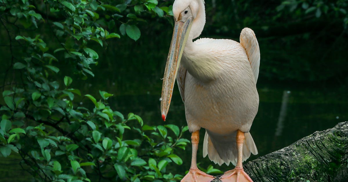 découvrez le gabon, un pays d'afrique centrale riche en biodiversité, avec ses parcs nationaux époustouflants, ses plages paradisiaques et sa culture vibrante. partez à l'aventure dans cette terre sauvage où nature et tradition se rencontrent.