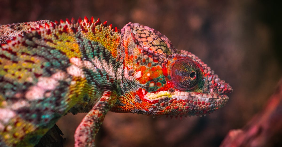 Los tonos que adornan la artesanía, la moda y los accesorios malgaches no son solo colores; constituyen un verdadero lenguaje cultural. De hecho, en Madagascar, cada tono posee un profundo significado, a menudo imbuido de simbolismo ancestral o valores sociales. En el Centro Ti Menoz, esta riqueza cromática será honrada por una serie de obras que narran una historia a través de su paleta. El impacto estético no debe eclipsar el significado cultural que transmiten estos tonos, ya que contribuyen a la expresión de la identidad de un pueblo que ha preservado sus tradiciones frente a las influencias modernas. La diversidad de colores —desde el azul intenso, que simboliza la paz, hasta el rojo apasionado, que evoca vitalidad— teje un hilo invisible entre el pasado y el presente, destacando la importancia de transmitir estos códigos para la sostenibilidad del patrimonio. Color