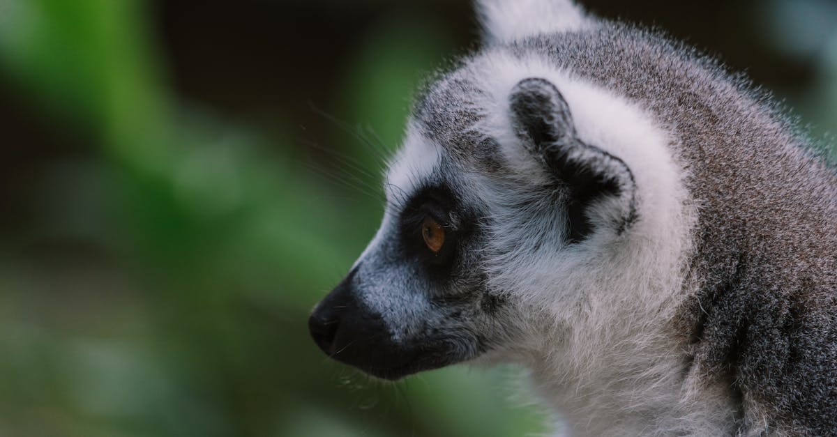 découvrez madagascar, l'île des merveilles, célèbre pour ses paysages époustouflants, sa biodiversité unique et sa culture riche. explorez ses plages de sable blanc, ses parcs nationaux et sa faune endémique. une aventure inoubliable à vivre au cœur de l'océan indien.