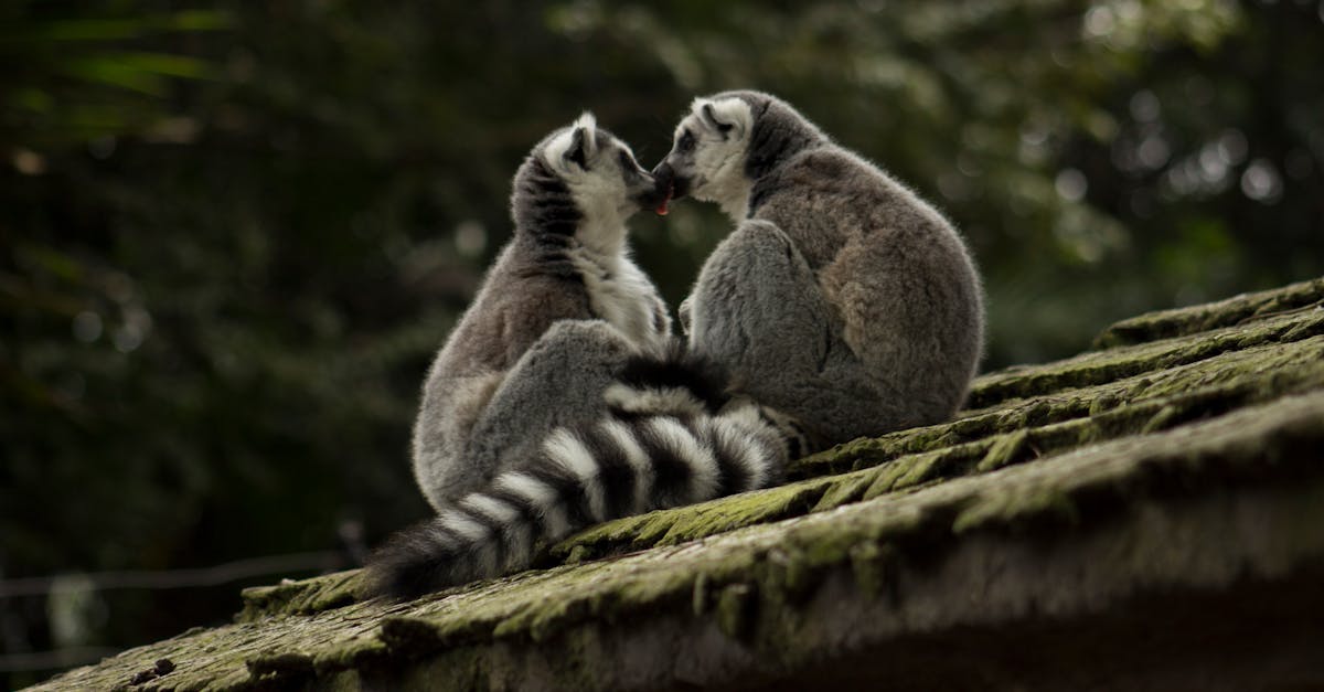 explorez la beauté unique de madagascar, une île fascinante au large de la côte africaine, connue pour sa biodiversité exceptionnelle, ses paysages à couper le souffle et sa culture riche. découvrez les plages paradisiaques, les parcs nationaux abritant des espèces rares et l'hospitalité chaleureuse de ses habitants.