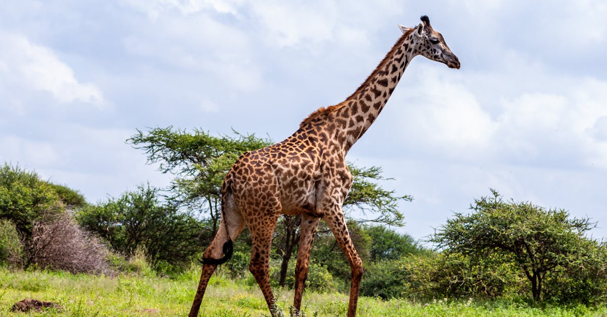 Más allá de los safaris kenianos, la cultura local es una maravillosa puerta de entrada para los niños y una experiencia verdaderamente enriquecedora para toda la familia. Las excursiones culturales kenianas les permiten conocer de cerca el estilo de vida de la gente local e interactuar con ellos en un ambiente de respeto y convivencia. Durante su estancia, visitar una aldea masái con un guía local es una experiencia auténtica, lejos de las atracciones turísticas tradicionales. 🌿 Descubran habilidades tradicionales como la elaboración de coloridas joyas y textiles artesanales. Comparte una comida con una familia keniana para aprender a cocinar platos locales y probar nuevos sabores.