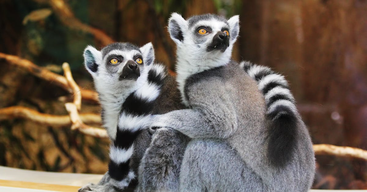 Discover Madagascar with your family: an unforgettable adventure