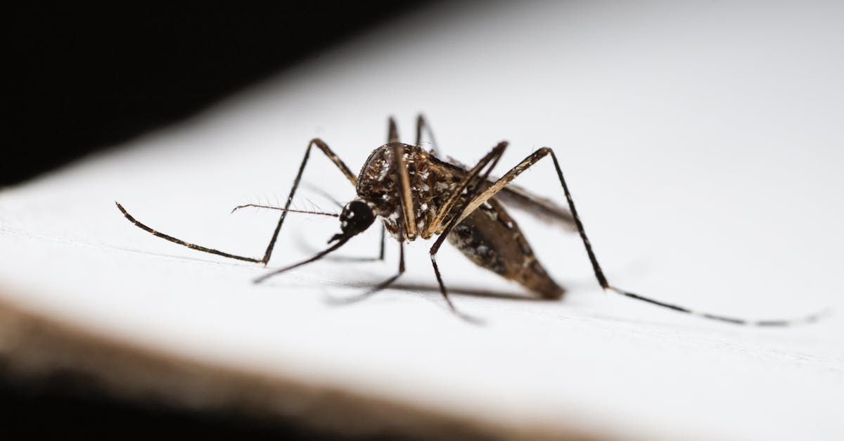 The determining factors of the rise in malaria in Ikongo in 2025