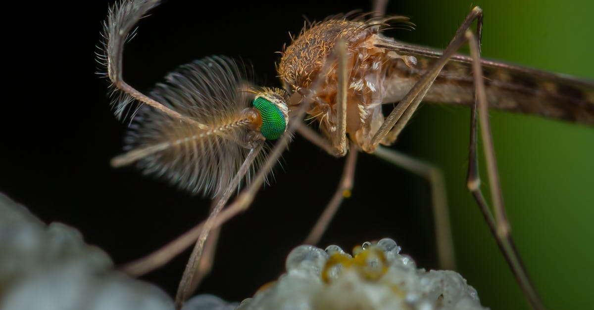 Impacto de la malaria en Ikongo: una crisis sanitaria de magnitud preocupante.