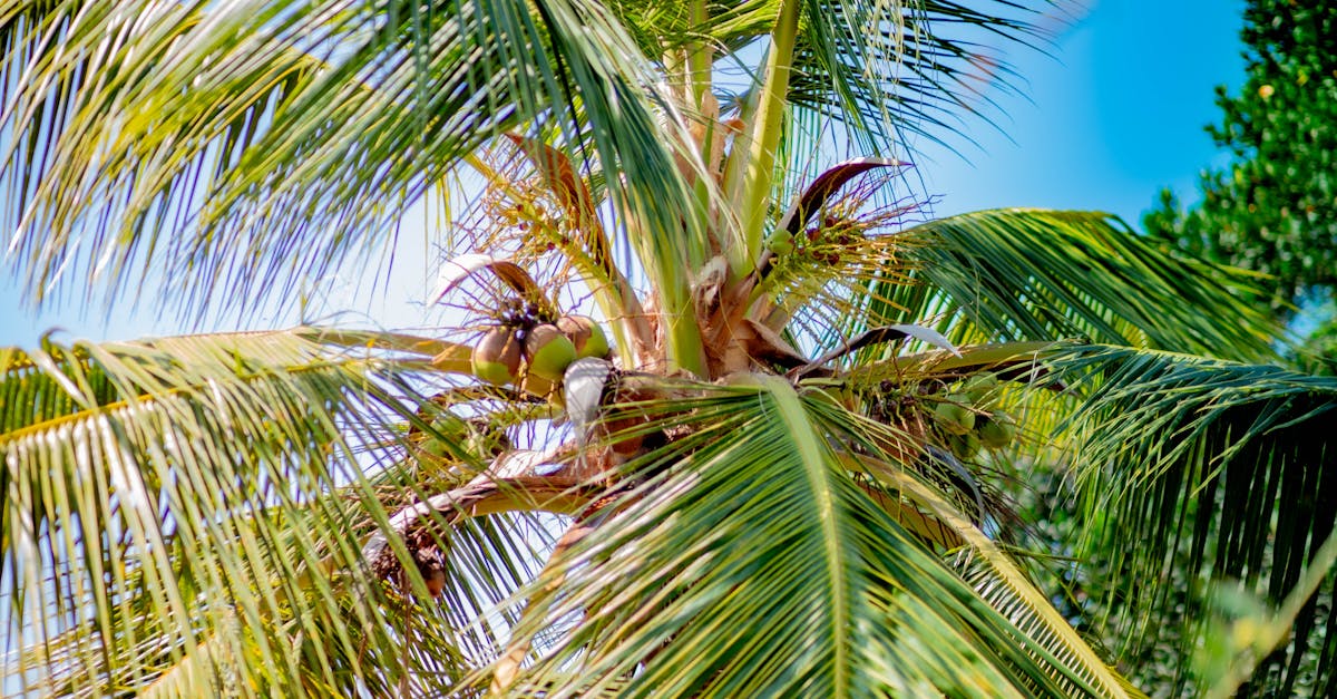 Las Islas Dispersas albergan una biodiversidad excepcional, incluyendo zonas de cría de numerosas especies marinas y hábitats poco comunes. La preservación de estas áreas sensibles se está convirtiendo en un problema global ante las amenazas del cambio climático y la sobrepesca. El deseo de Francia de certificar esta zona como reserva natural se enmarca en un movimiento internacional destinado a proteger la biodiversidad en las zonas marítimas. Sin embargo, esta ambición ecológica está entrelazada con rivalidades geopolíticas, en particular la reivindicación malgache de hacer valer sus derechos sobre un patrimonio natural considerado irremplazable. Sin embargo, la tensión en torno a estas cuestiones ecológicas no oculta la realidad geopolítica: favorecidas por su posición estratégica, estas islas desempeñan un papel decisivo en la gobernanza marítima y la seguridad regional.