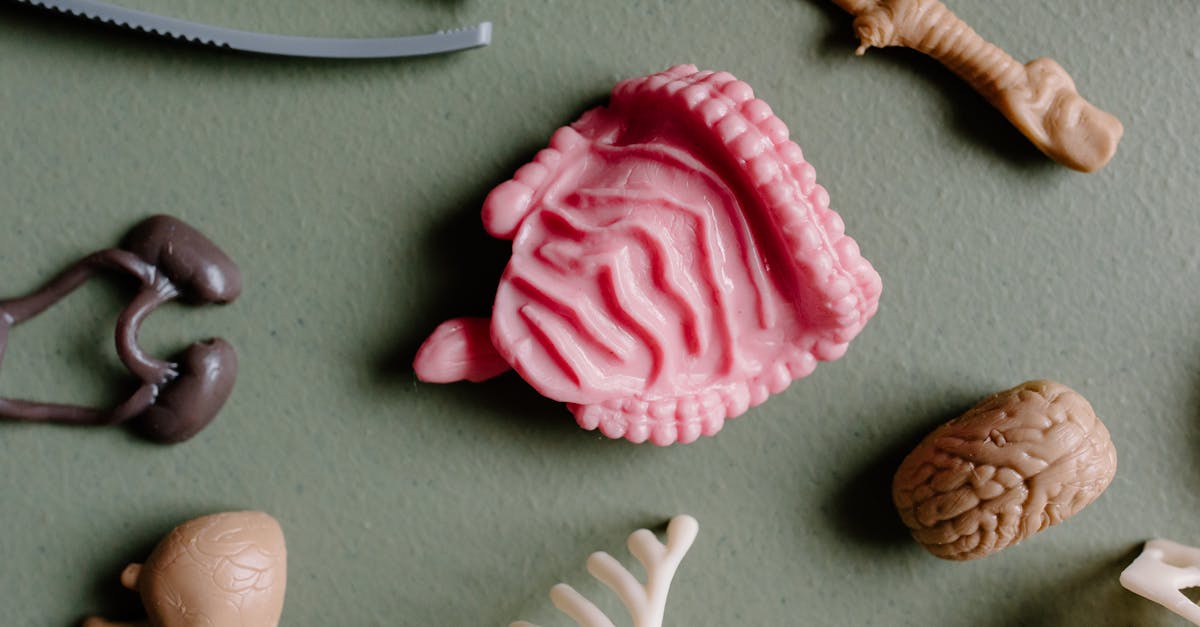 Krankenpflegeschüler aus Seine-et-Marne fliegen für ein humanitäres Praktikum nach Madagaskar