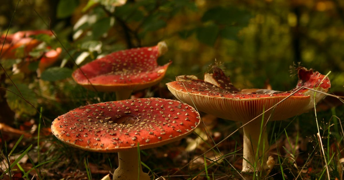 Garantizar el cumplimiento normativo sostenible