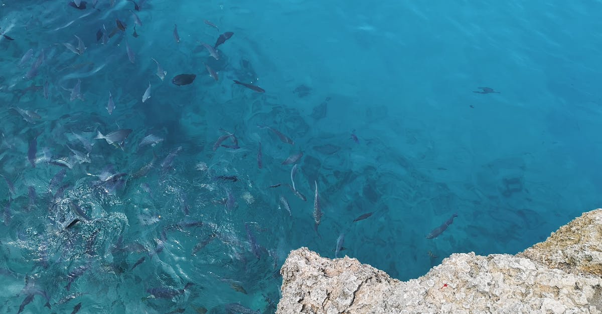 découvrez providencia, une destination idyllique où la nature luxuriante rencontre les plages de sable blanc. explorez ses paysages époustouflants, savourez une cuisine locale savoureuse et passez des moments inoubliables au cœur de cette île paradisiaque. parfait pour les amateurs de détente et d'aventure.