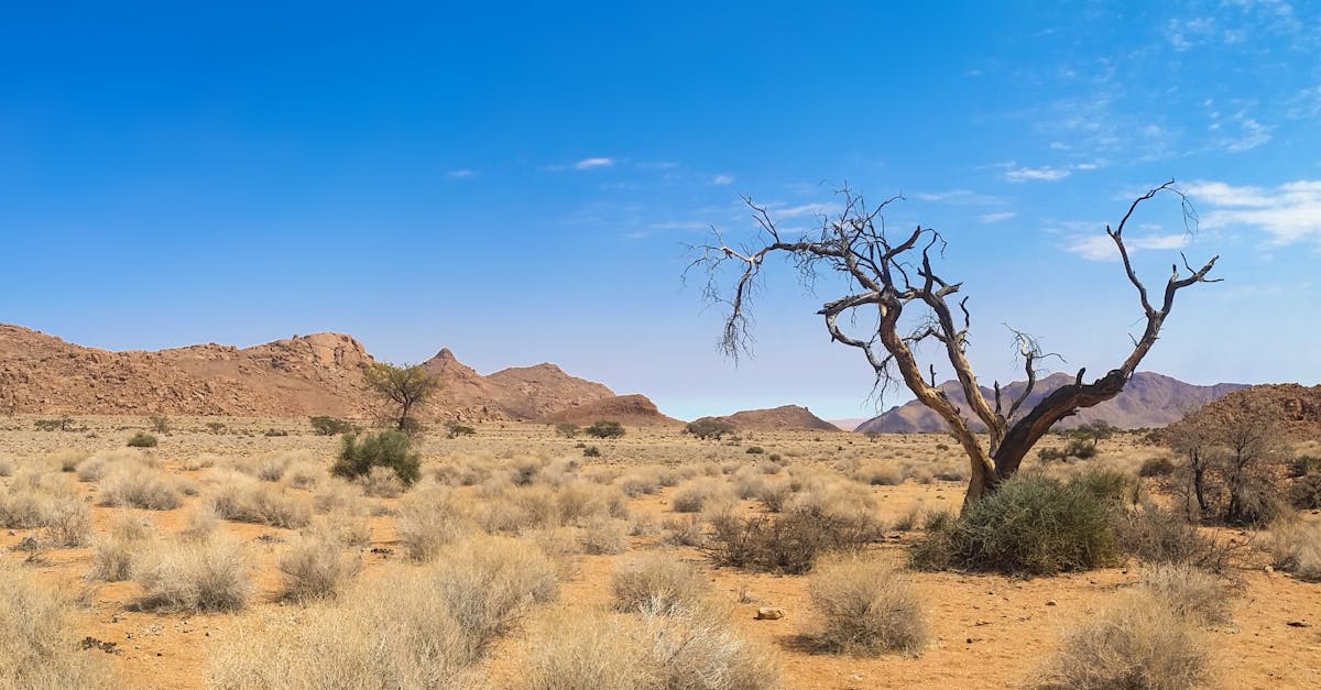 découvrez l'aventure inoubliable d'un safari à travers les paysages sauvages, où la faune majestueuse et la nature préservée vous attendent. plongez dans l'observation des animaux dans leur habitat naturel et vivez des moments d'émerveillement uniques.