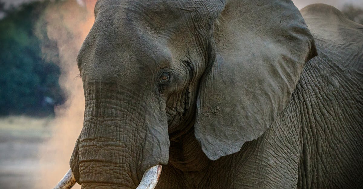 découvrez l'excitation d'un safari inoubliable, plongeant au cœur de la faune sauvage et des paysages majestueux. explorez des réserves naturelles, observez des animaux dans leur habitat et vivez une aventure unique à travers des safaris passionnants.
