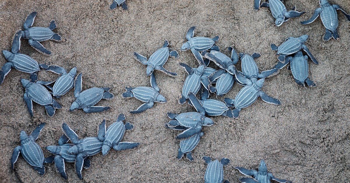découvrez l'univers fascinant des tortues, ces créatures marines anciennes et majestueuses. explorez leurs habitats, leur comportement, et les efforts de conservation pour protéger ces espèces menacées à travers le monde.