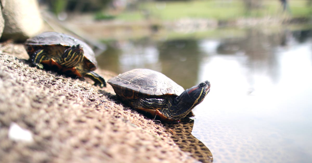 découvrez le monde fascinant des tortues, leurs habitats variés, leurs comportements uniques et les efforts de conservation pour protéger ces créatures marines emblématiques.