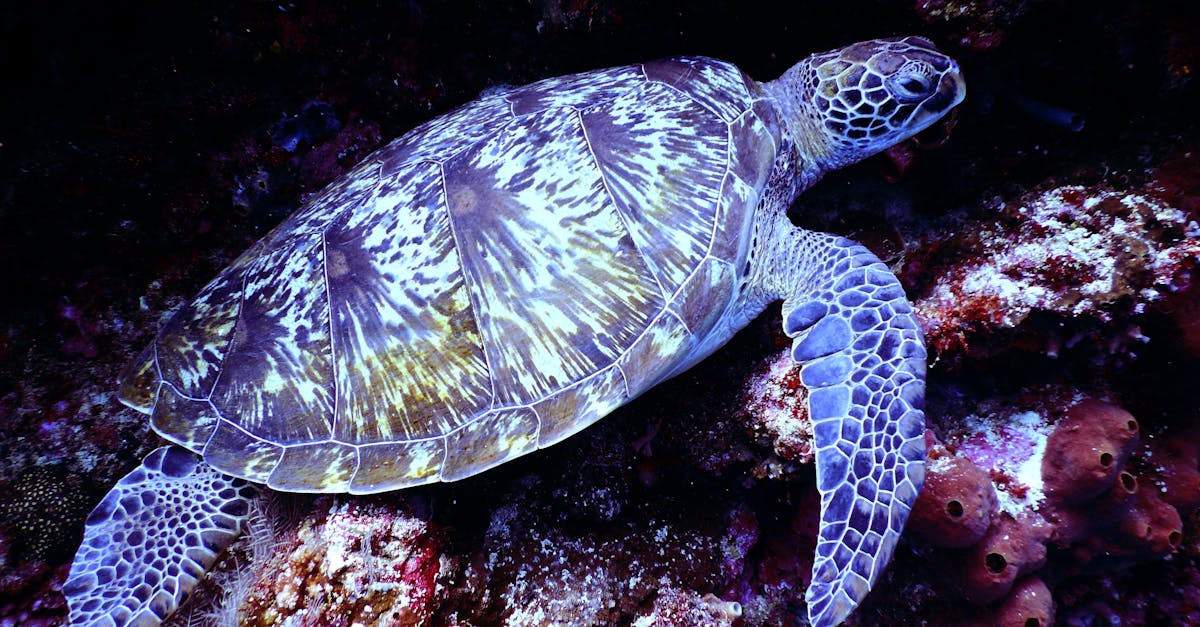 découvrez le monde fascinant des tortues, des créatures marines emblématiques aux espèces terrestres uniques. apprenez-en davantage sur leurs habitats, leur comportement et les efforts de conservation pour protéger ces reptiles ancestraux.