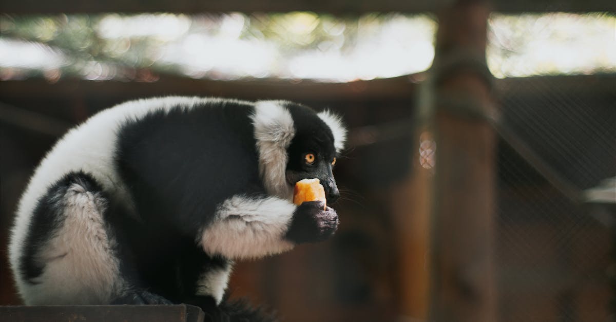 Descubra la riqueza de la cultura malgache a través de sus tradiciones, gastronomía, fauna única y paisajes impresionantes. Explore Madagascar, una isla de mil facetas que le sumergirá en el corazón de África para una experiencia inolvidable.