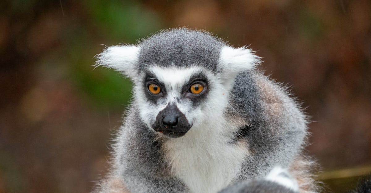 彼らの役割をより深く理解するためには、マダガスカルには約105種のキツネザルが生息しており、そのうちのいくつかは絶滅の危機に瀕していることを念頭に置くことが不可欠です。彼らの独自の適応、多様性、そして脆弱性は、国際社会にとって大きな課題となっています。ダンパリスで行われているような教育的取り組みを通じてこの豊かさを紹介することは、世界の生物遺産を守るために不可欠な集合的な意識を育むことに役立ちます。幼い子どもと、地理的に遠く離れながらも象徴的な力を持つ動物との繋がりを築くことで、この取り組みは、世界規模の協調的な取り組みの必要性を強く訴えています。