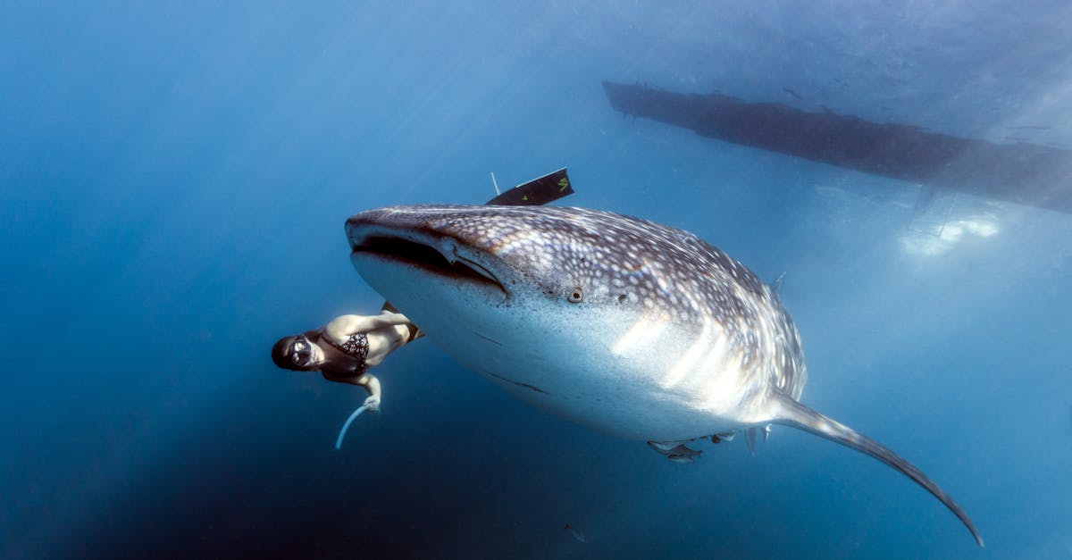 découvrez les requins-baleines, les plus grands poissons du monde, connus pour leur taille impressionnante et leur nature douce.